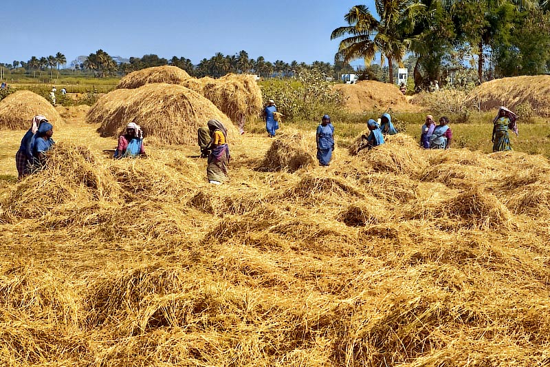 Second Verse, Same as the First: ECOWAS’s New Rice Plan Picks Up Where the Old One Failed