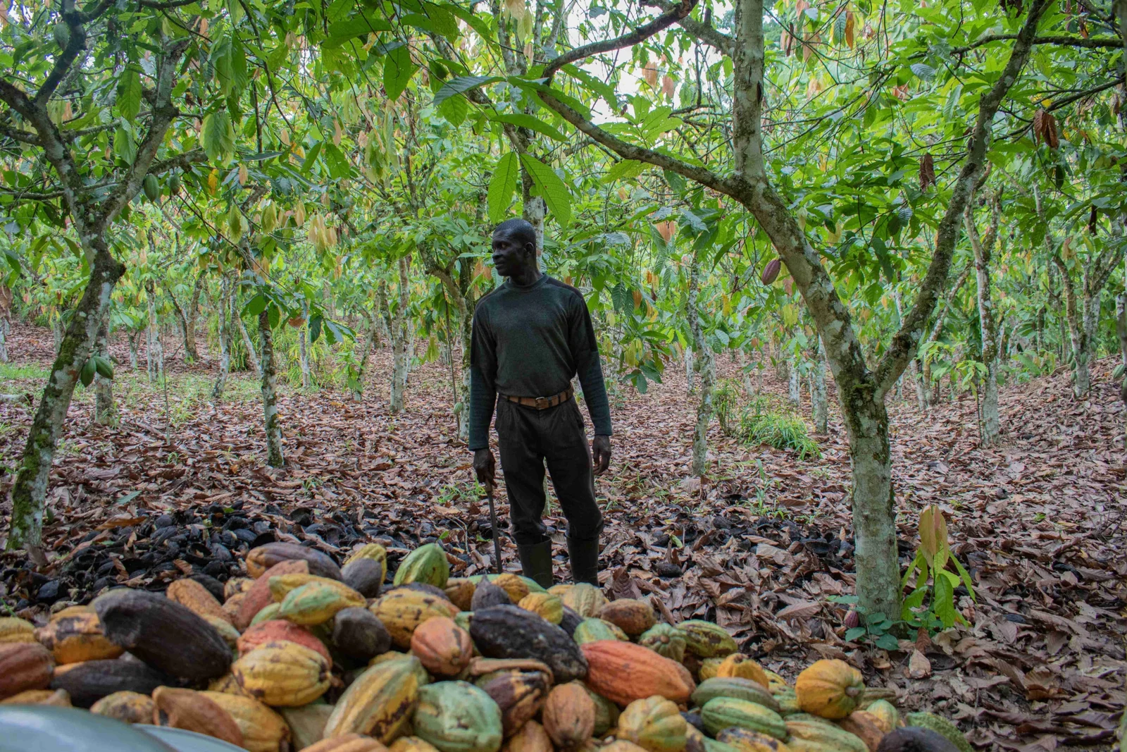 The Roster: Meet the Thirteen Firms That Carved Up a Nation’s Cocoa
