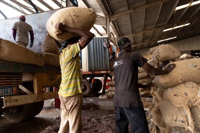 The Roster: Meet the Thirteen Firms That Carved Up a Nation’s Cocoa